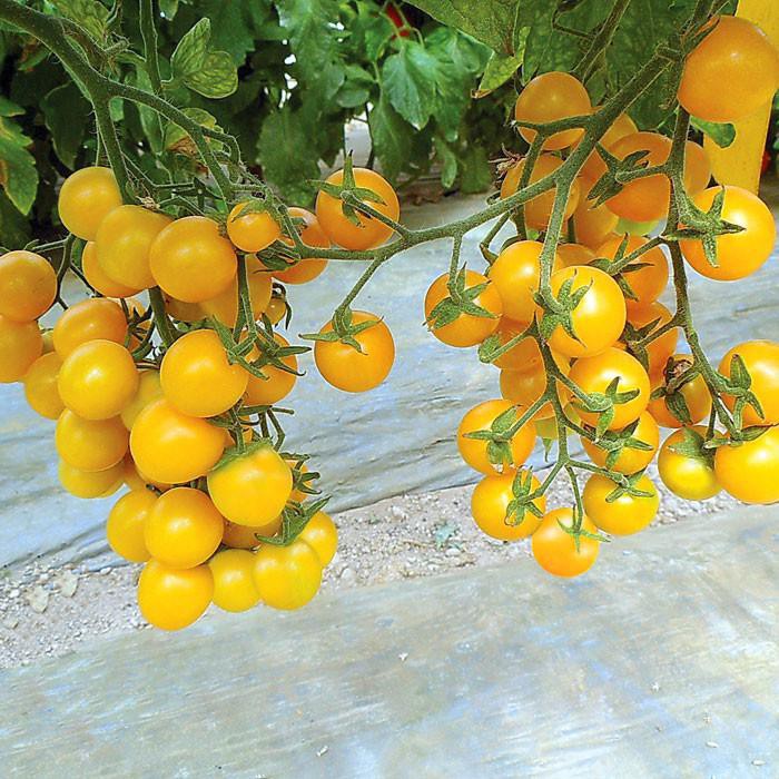 Hạt Giống Cà Chua Vàng ( NoVa)  Chery Chuỗi Ngọc Siêu Quả