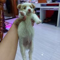 anh_mint