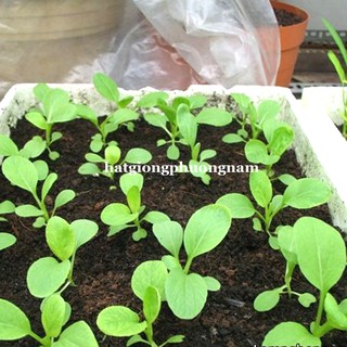 1 Kg - Hạt Giống  Cải Ngọt Phương Nam