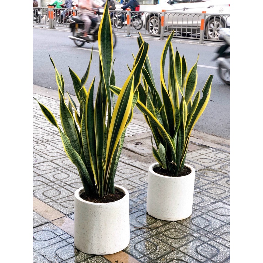 {Tặng dĩa + sỏi rải +Trọn bộ cây&chậu} Combo Cây lưỡi hổ và chậu đá mài ...