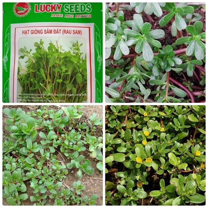 Hạt giống rau sam - gói 1gram=1600hat | Shopee Việt Nam