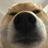 chinh_2022