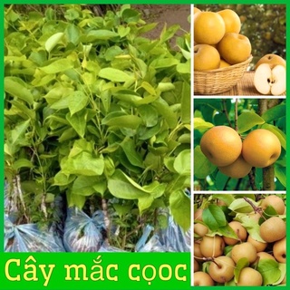 Cây giống lê nâu (mắc coọc) giòn ngọt mát cây giống cao 70-80cm .