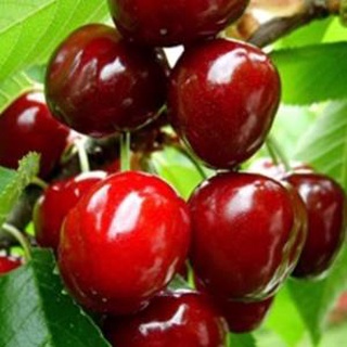 Cây cherry Brazil nhiệt đới dễ trồng chịu nhiệt tốt 1 năm ra quả .