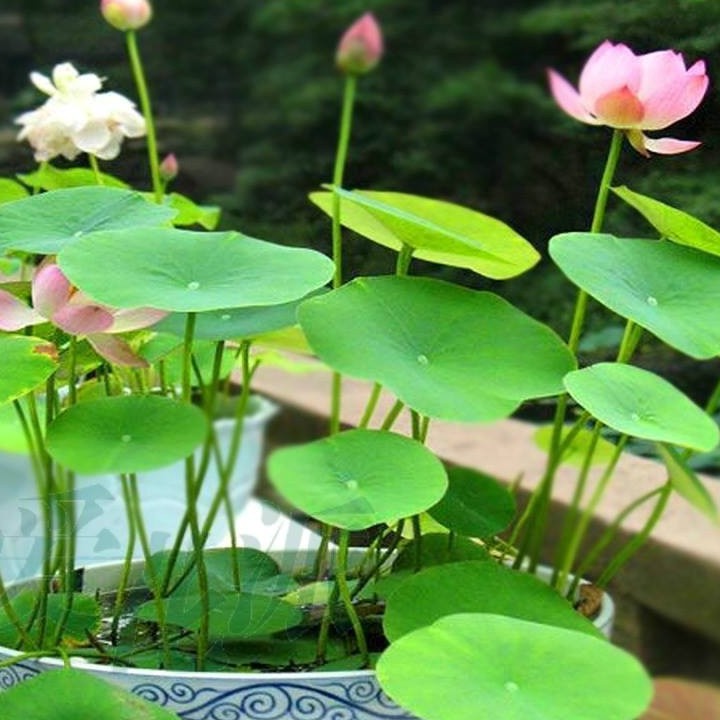 Hạt giống sen Nhật mini