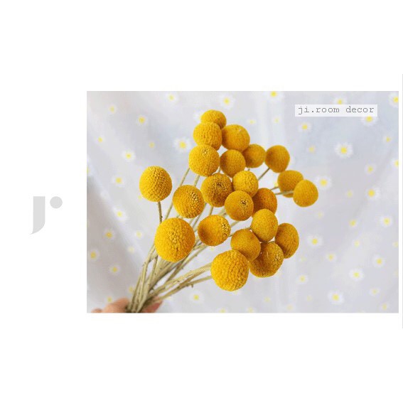 Hoa Cúc Nút Áo Vàng (Billy Ball hay Craspedia globosa) - hoa khô ...