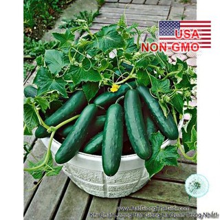 Hạt Giống Dưa chuột gai mini