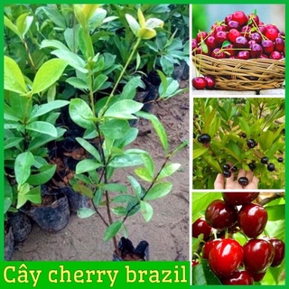 Cây cherry Brazil nhiệt đới dễ trồng chịu nhiệt tốt 1 năm ra quả .