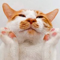 phamthuyvy000