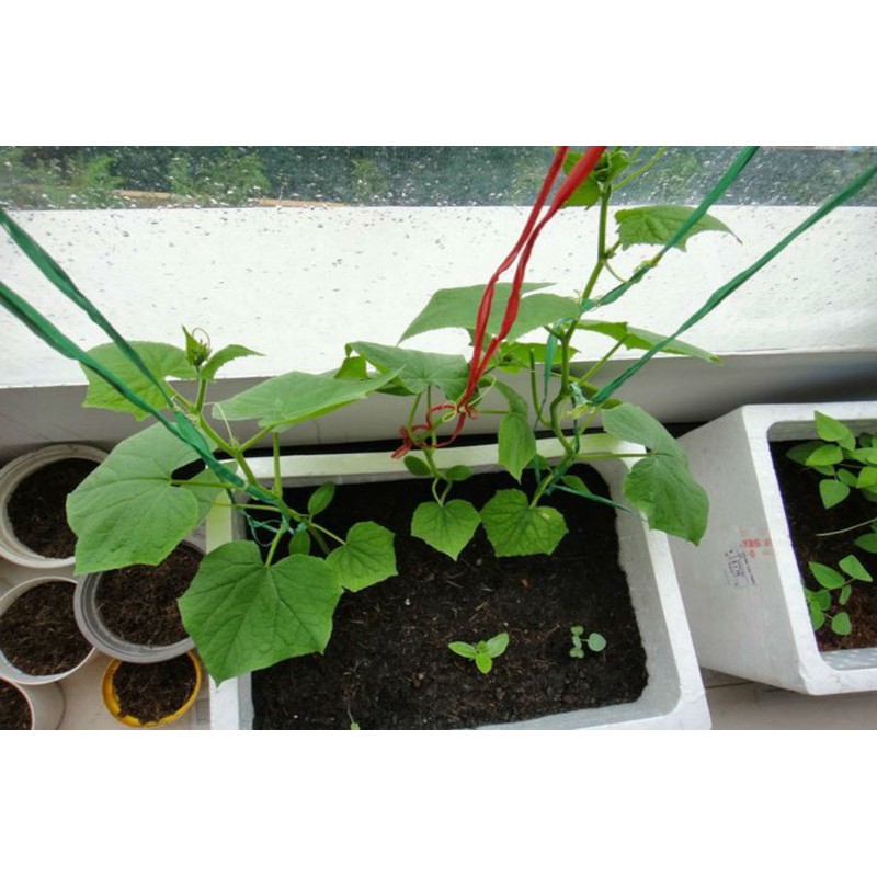 Hạt giống dưa chuột chùm F1