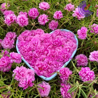 Cành Hoa Mười Giờ Cành Thái Kép MÀU HỒNG VẰN MỚI Cành Tơ Siêu Khỏe Ra Rễ Sau 3 Ngày💐