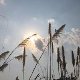 hai_mat_81