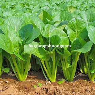 1 Kg - Hạt Giống  Cải Ngọt Phương Nam