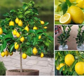 Cây chanh vàng Mỹ siêu quả, quả to mọng nươc cây con giống F1 cho ra quả sau 6-8 tháng trồng ( ảnh thật ) .