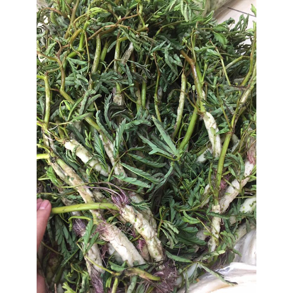 Hạt giống rau rút - nhút | Shopee Việt Nam