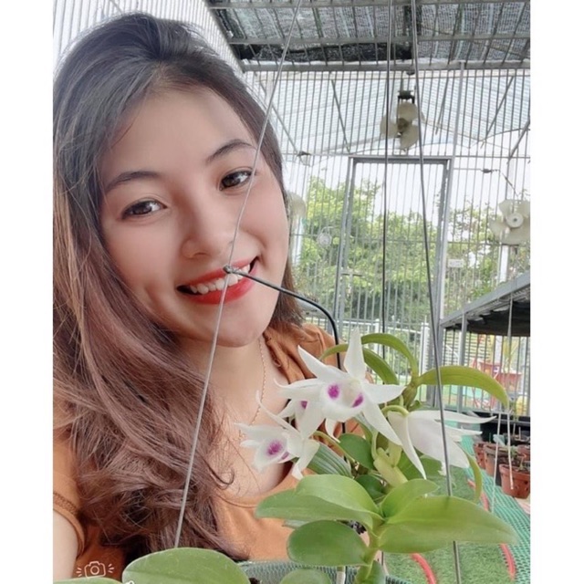 Chuyên giống hoa chuẩn Tết