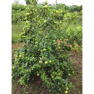 Cây Giống Chanh Tứ Qúy (Bốn Mùa) Cao 60-80cm .