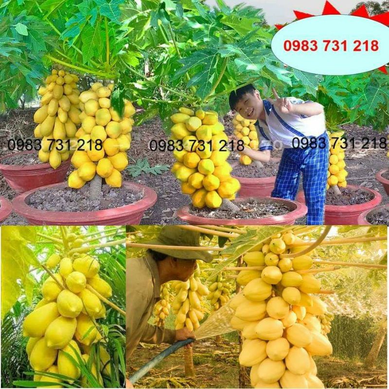 7 hạt giống đu đủ da vàng lùn làm kiểng và ăn 🍏🍏 Độc Lạ 🍒🍒 siêu năng suất