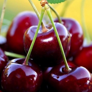 Cây cherry Brazil choai cao 80-90 cm (ảnh chụp thật tại vườn) .