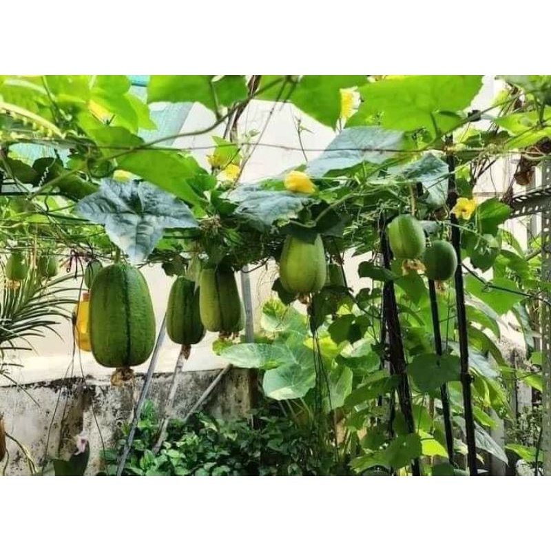 hạt giống mướp táo ( 10 hạt) mỹ nhân nhập khẩu 5 💥Thơm Ngon Mới Lạ💥 rất dễ trồng sai trái