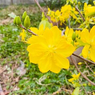 kimhue10031993