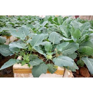 🌟Hạt Giống Su Hào Xanh F1🌟Sinh trưởng Khỏe Củ To Gói 2gr