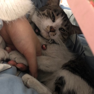 pet.online