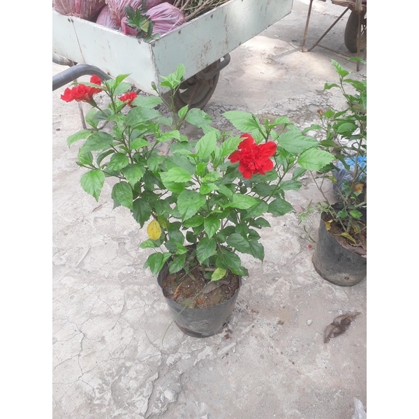 CÂY HOA RÂM BỤT ĐỎ KÉP | Shopee Việt Nam