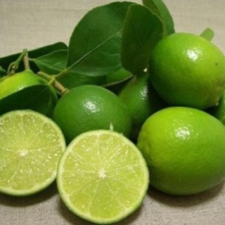 Cây giống chanh không hạt vỏ mỏng cho quả quanh năm .