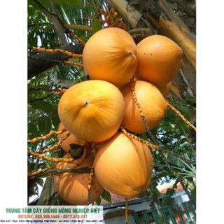 Cây Giống Dừa Lửa .
