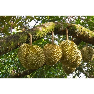 Cây Sầu Riêng Thái Hạt Lép Siêu Sớm .