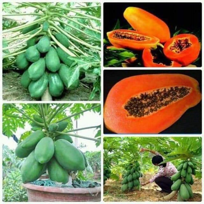 ❤️hạt giống đu đủ lùn ruột cam siêu ngọt thái lan  💥 NGỌT LỊM💥 chất lượng vượt trội