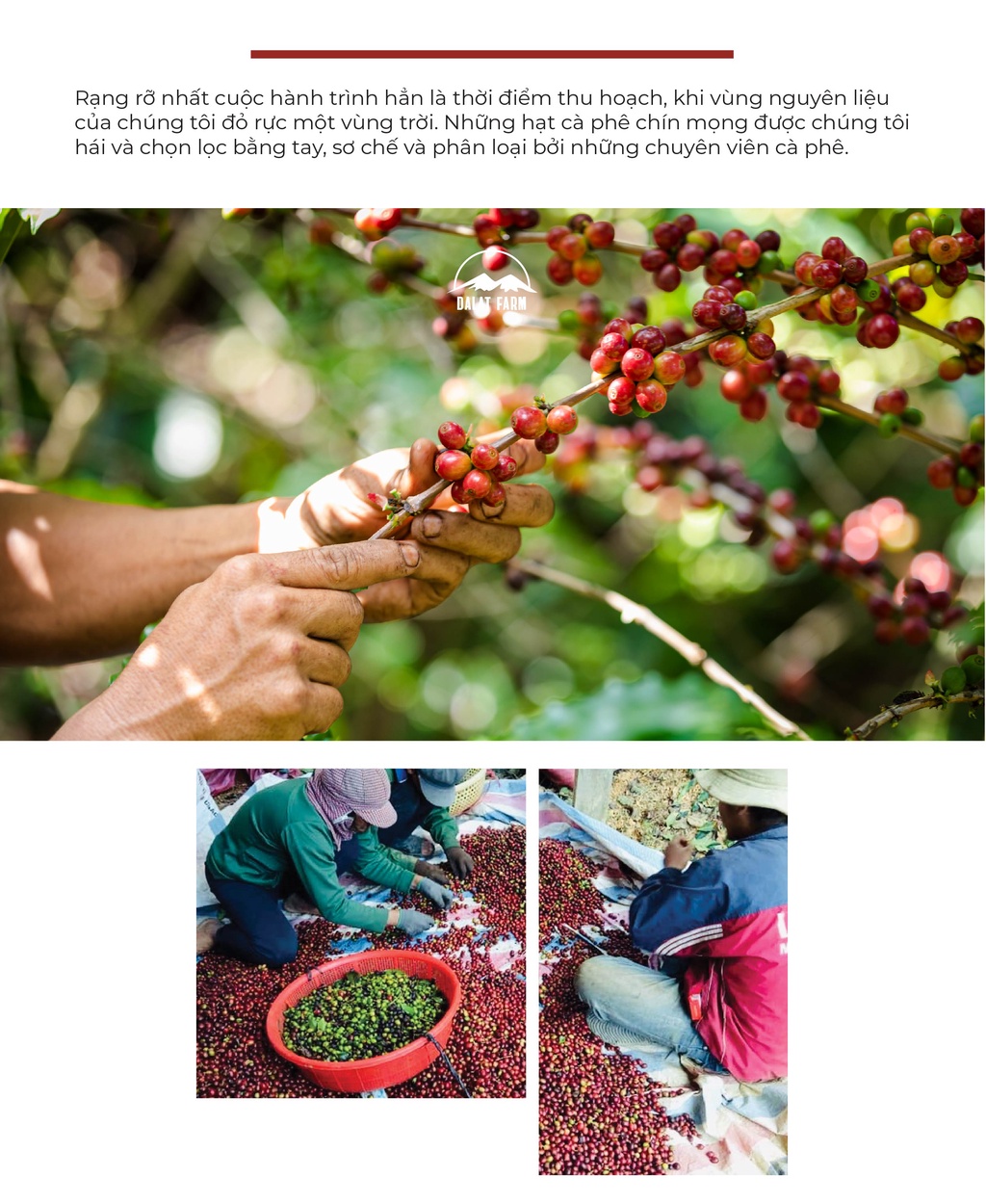 Mô tả Cà Phê Arabica Cầu Đất Dalat Farm - Túi 250Gr (Dạng hạt) - 4