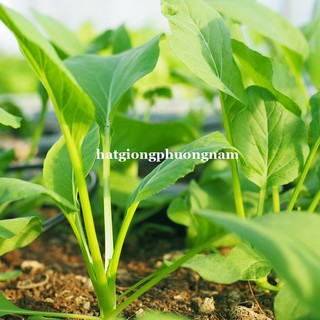 1 Kg - Hạt Giống  Cải Ngọt Phương Nam