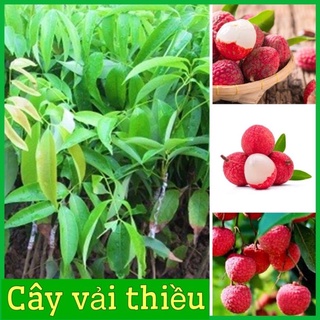 Cây vải thiều không hạt 2 năm ra quả .