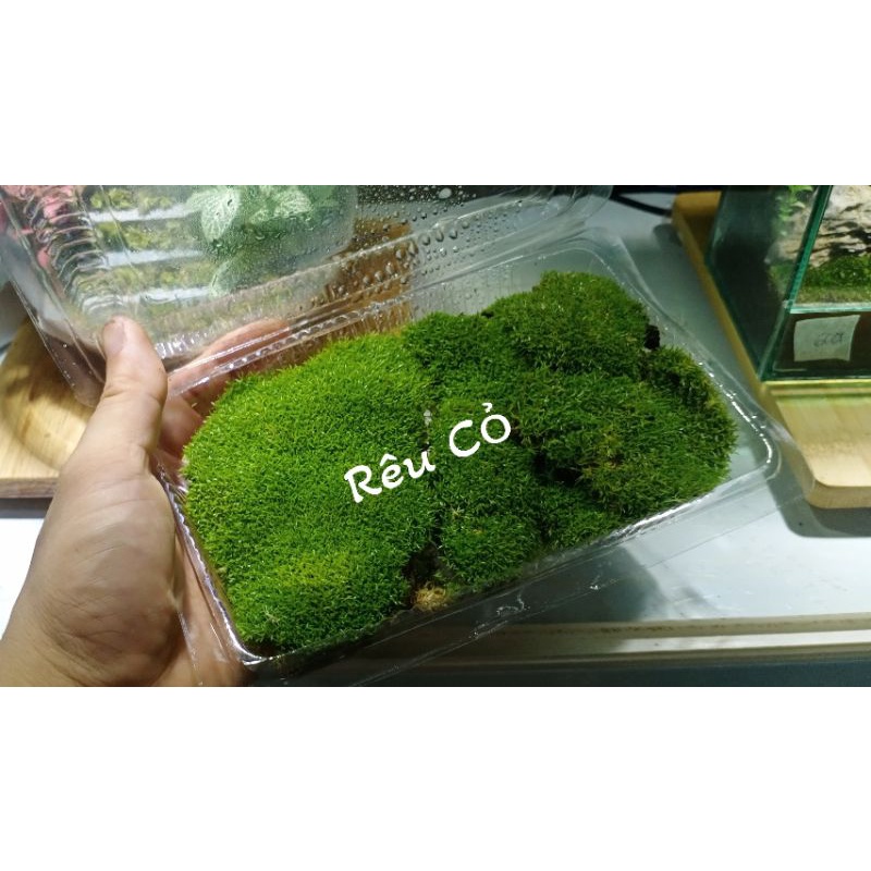Rêu cỏ làm terrarium, đắp chậu bonsai ,tiểu cảnh.... | Shopee Việt Nam