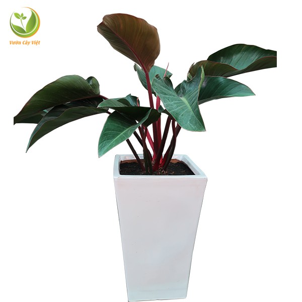 Trầu Bà Đế Vương - cây cảnh để bàn