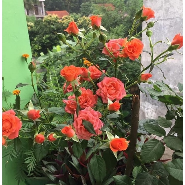 Hoa Hồng Tỉ Muội (Màu Cam) - hoa hồng cam - cây cảnh để bàn