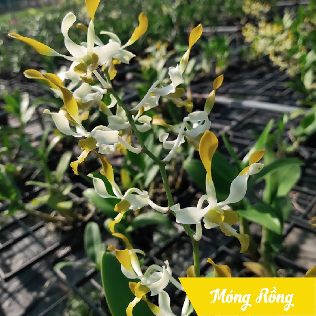 Phong lan Dendro nắng xưa Móng Rồng, cây lùm nhiều thân, đứng đọt, cho ...