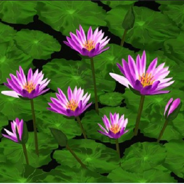 Hạt giống hoa súng