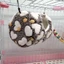 LAKAM Hamster Lồng Chim Ấm Tổ Sang Trọng Đồ Cho Thú Cưng Giường Sóc