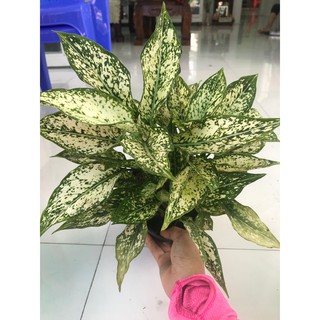 Combo phong thủy tiết kiệm ( phú quý + Ngọc ngân) mang đến tài lộc, may mắn