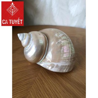 Vỏ ốc khảm xanh mài xà cừ, quà lưu niệm đẹp