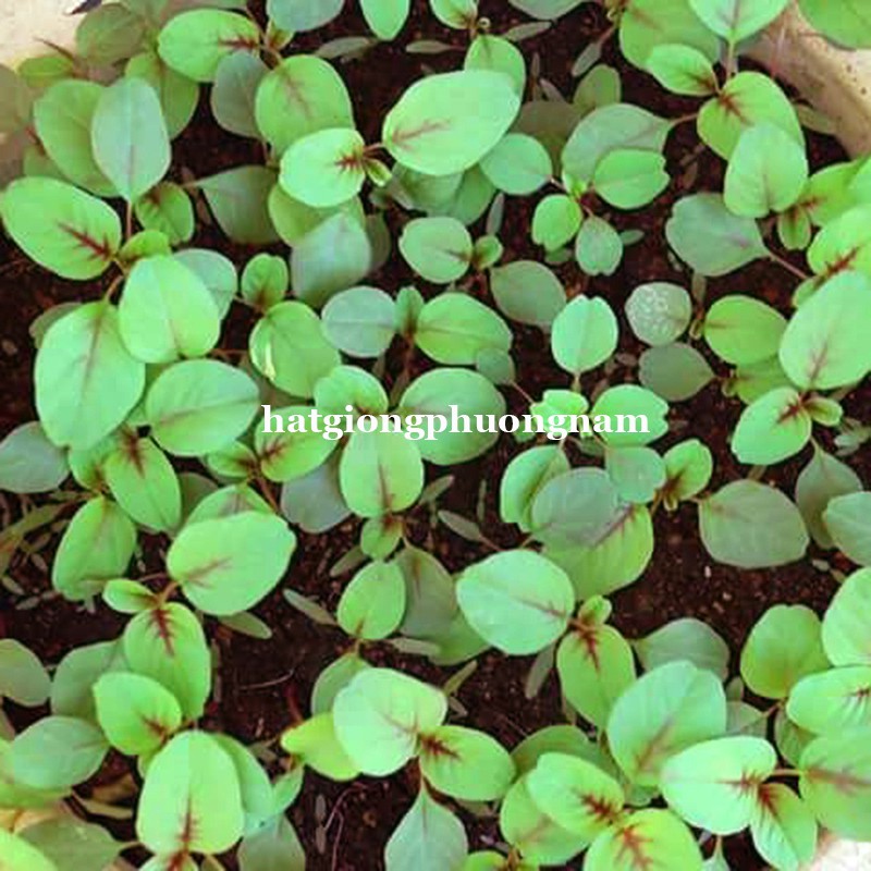 20GR - HẠT GIỐNG RAU DỀN | Shopee Việt Nam