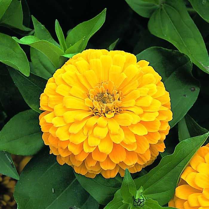 Hạt giống hoa cúc susi