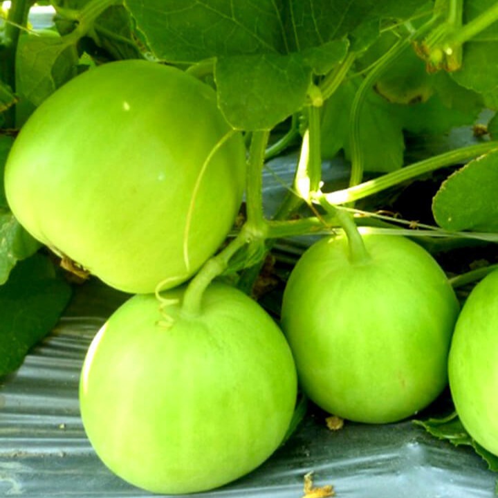 Hạt giống dưa lê siêu ngọt