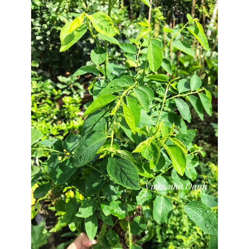 Chậu rau ngót- Cây rau vườn nhà, sạch, khỏe