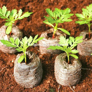Viên Nén Ươm Hạt 50 - 100 Viên Phương Nam