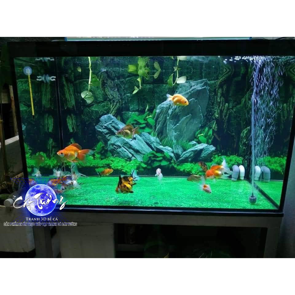 Tranh 3D dán bể cá đang là xu hướng trang trí phổ biến hiện nay. Với độ bền cao và thiết kế đẹp mắt, chúng sẽ mang đến cho bạn một không gian sống tươi mới và độc đáo hơn.