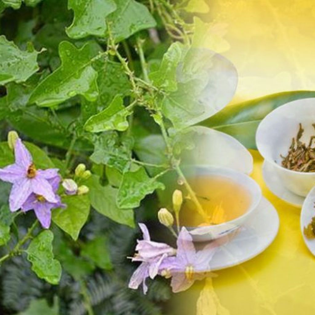 Cà gai leo khô thượng hạng JINDO 1kg giúp hạ men gan